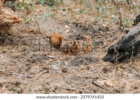 A small beautiful orange squirrel eats a nut found in the forest. Animal photography, nature.