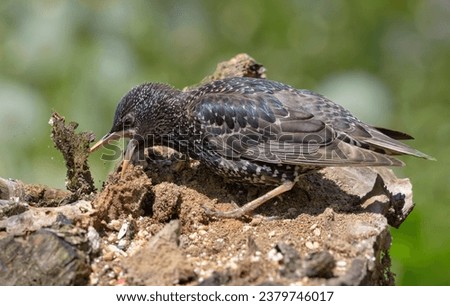 Common Starling (Sturnus vulgaris) looking for food on old tree stump with help of his strong beak  Royalty-Free Stock Photo #2379746017