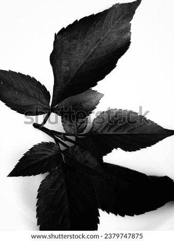 Picture of leaves that are a type of weed

