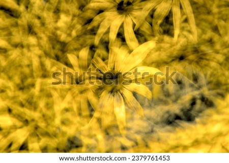 Photo of yellow flower through prism glass for abstract effect