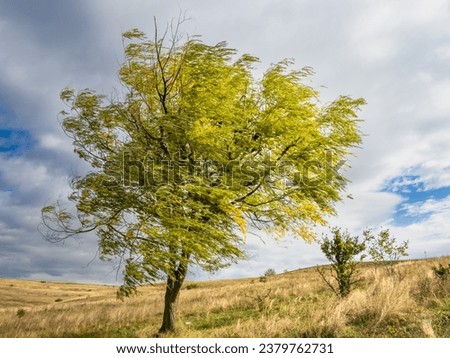 Willow branches bend in the wind. Peaceful concept. Explore the beauty of earth. Calm weather. Royalty-Free Stock Photo #2379762731
