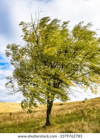 Willow branches bend in the wind. Peaceful concept. Explore the beauty of earth. Calm weather. Royalty-Free Stock Photo #2379762783