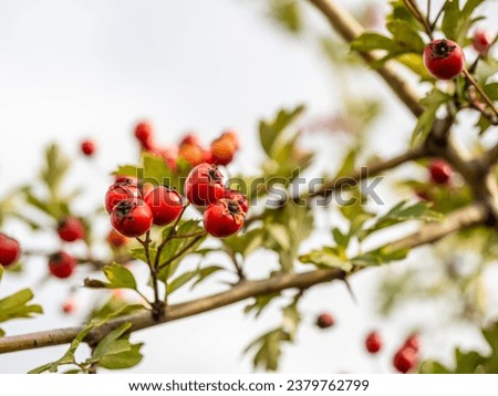 Rowan branches with ripe fruits close-up. Red rowan berries on the rowan tree branches, ripe rowan berries closeup and green leaves.  Royalty-Free Stock Photo #2379762799