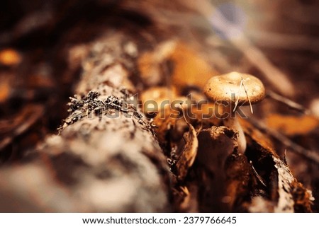 Mushroom during fall in Forest Lane with Shallow Depth of Field