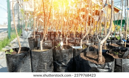 fruit plants in the nursery of fruit plants. High quality photo