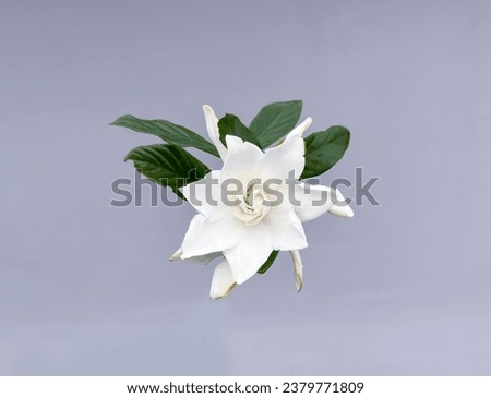 White gardenia with leaves isolated on gray background