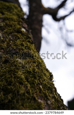 tree covered with green moss. macro photo of green moss