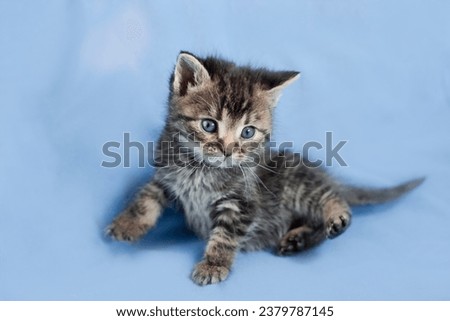 Studio photography of a cute kitten on a blue background