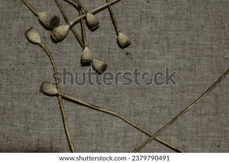poppy on a gray background
