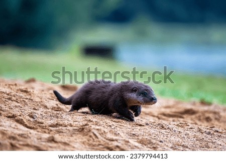 Otter (Lutra Lutra) Running on the sand