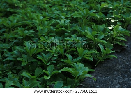 pachysandra terminalis, ground cover for shade plant Royalty-Free Stock Photo #2379801613