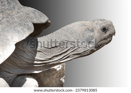 Profile of an old turlte with a long turtle neck Royalty-Free Stock Photo #2379813085