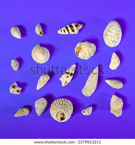 Coral reefs unique snails and sea shells with white shells