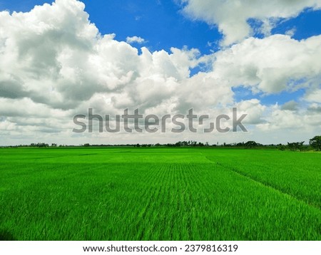 beautiful Cloudscape over a Rice field in the rural area of Bangladesh, rice is the major crop of the country 