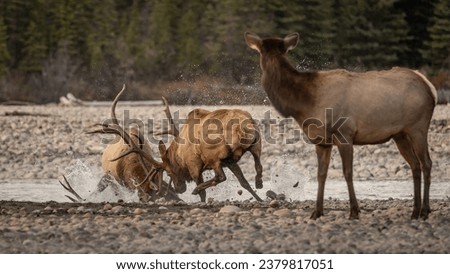 Bull elk fight during the rut in the Rocky Mountains  Royalty-Free Stock Photo #2379817051