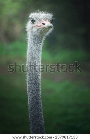 A image of Common ostrich
