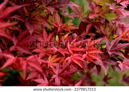 red japanese maple tree and maple leaves in autumn  Royalty-Free Stock Photo #2379817213