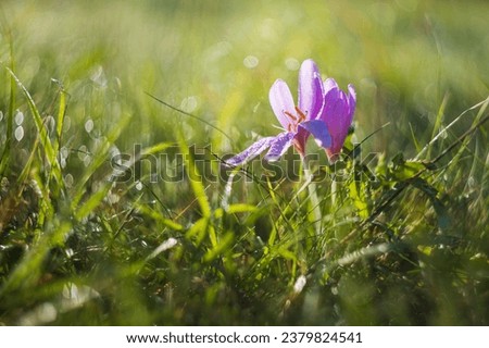Ocun - Colchicum - colorful flower in a meadow in green grass. The photo has a beautiful bokeh created by an old lens.