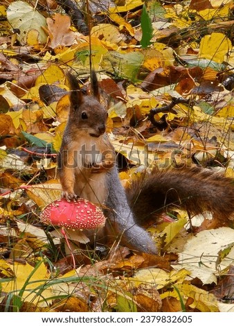 A small funny squirrel in a city park had a photo shoot near a fly agaric. Fallen leaves