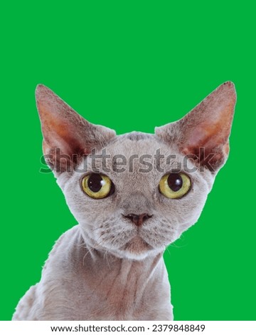 Devon Rex cat sits on the bed and looks at the camera over its shoulder green screen Devon Rex kitten in playful poses isolated on white background wavy coat, large ears and eyes of a Devon Rex 
