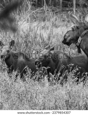 Moose and baby moose in Estes Park Colorado.