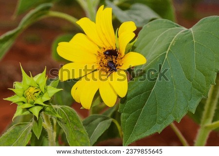 Sunflower with two insects inside