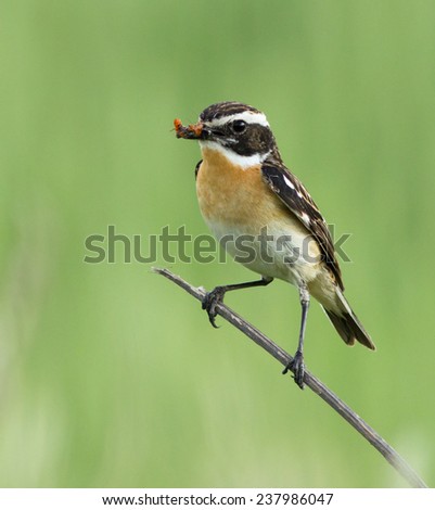 Whinchat with prey on the branch