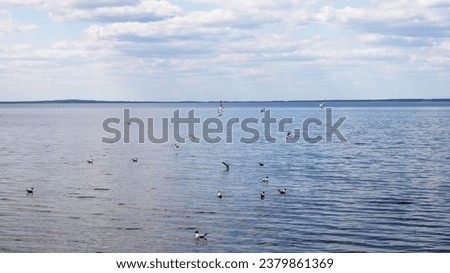 Seagulls on the surface of the water close up