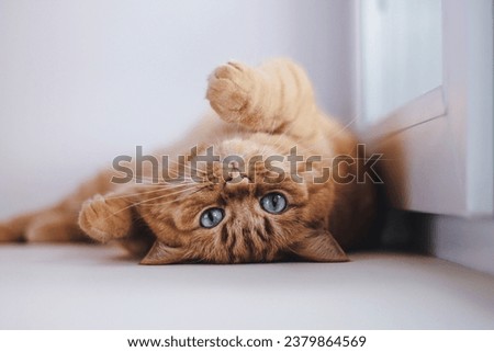 A red cat with blue eyes lies on his back on the windowsill and playfully looks at the camera Royalty-Free Stock Photo #2379864569