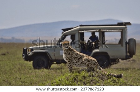 tourist wildlife photographer and guide in safari vehicle sight a cheetah in the wild savannah of the masai mara, kenya, during their game drive Royalty-Free Stock Photo #2379867123
