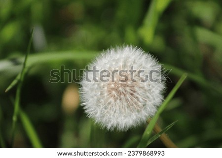 Picture of a dandelion blowing in the wind.