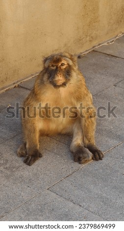 photo wild monkey Gibraltar UK europe