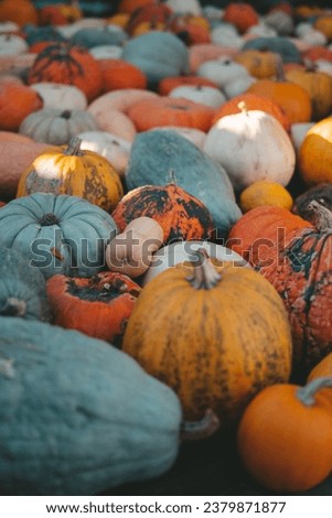 Orange pumpkins, autumn, October, halloween