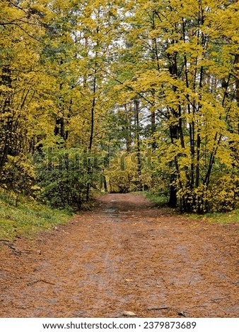 Road through the forest in autumn, in rainy weather, yellow and brown leaves