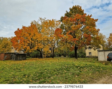 Several trees in autumn, yellow orange and green, next to houses and green grass