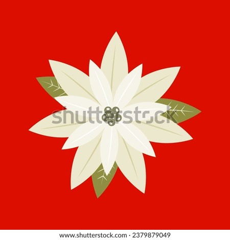 Clip art of white poinsettia on isolated red background. Hand drawn element for celebration of Winter holidays, Christmas and New Year celebration, for paper crafts, scrapbooking or home decor. 