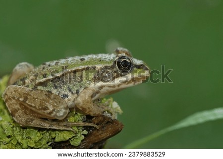 Natural closeup on a brilliant green juvenile Marsh frog, Pelophylax ridibundus sitting on lichen covered wood Royalty-Free Stock Photo #2379883529