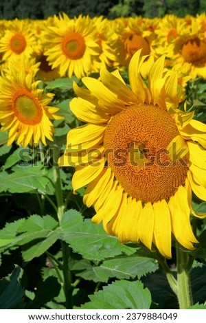 The photo was taken in Ukraine. The picture shows a field of sunflowers on a sunny day.