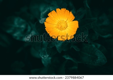 A close up of an orange Marigold flower with rain drops