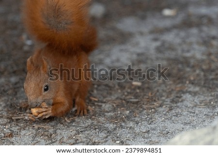 Curious squirrel cracking the nuts