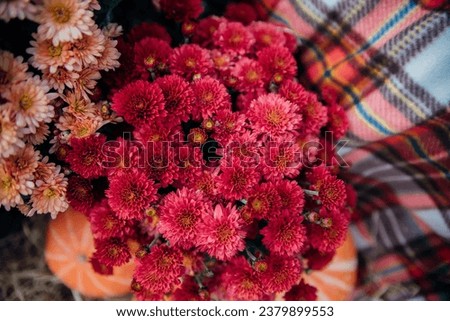 Small red chrysanthemums or daisies grow in a flowerbed as a fluffy bush. Autumn beautiful background.