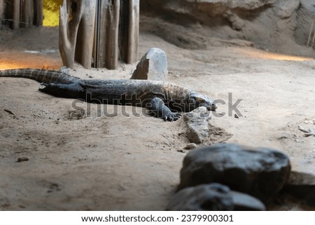 Big resting lizard laying on the sand 