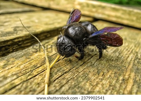 Carpenter bee (Xylocopa Violacea) sitting on a board with a straw in jaws, close-up Royalty-Free Stock Photo #2379902541