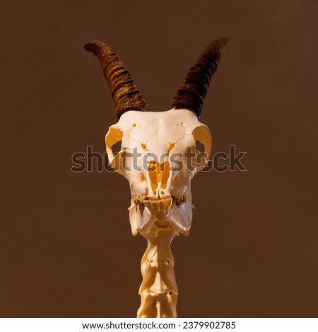 skull of an Alpine ibex. High quality photo