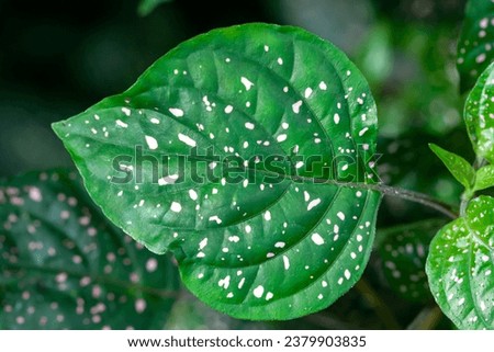 Leaf of a polka dot plant, Hypoestes phyllostachya Royalty-Free Stock Photo #2379903835
