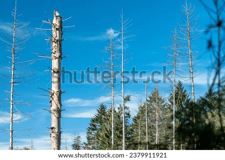 Dead trees with blue sky and forest in the background at Meinweg forest in the border between Germany and Netherlands. Royalty-Free Stock Photo #2379911921