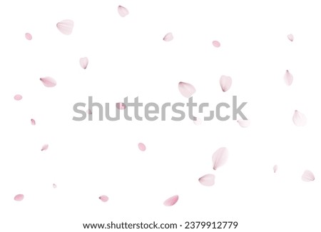 Sakura petals. Realistic vector illustration