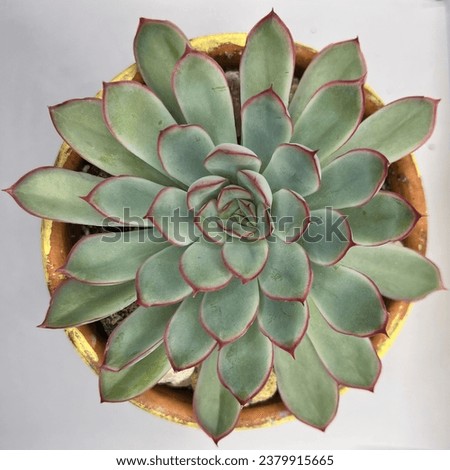 Green Echeveria succulent with pointed leaves in rosette shape with pink border on each leaf.