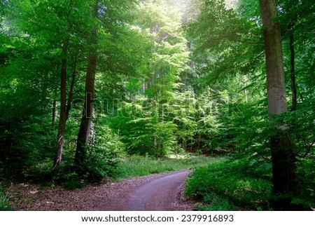 Spring forest trees with green leaves, wooden natural background.