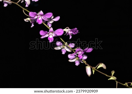 a beautiful picture of orchid in Black background 